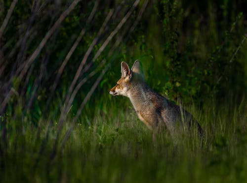 A Brown Fox on the Grassy Field