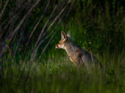 Fotobanka s bezplatnými fotkami na tému divočina, hracie pole, líška