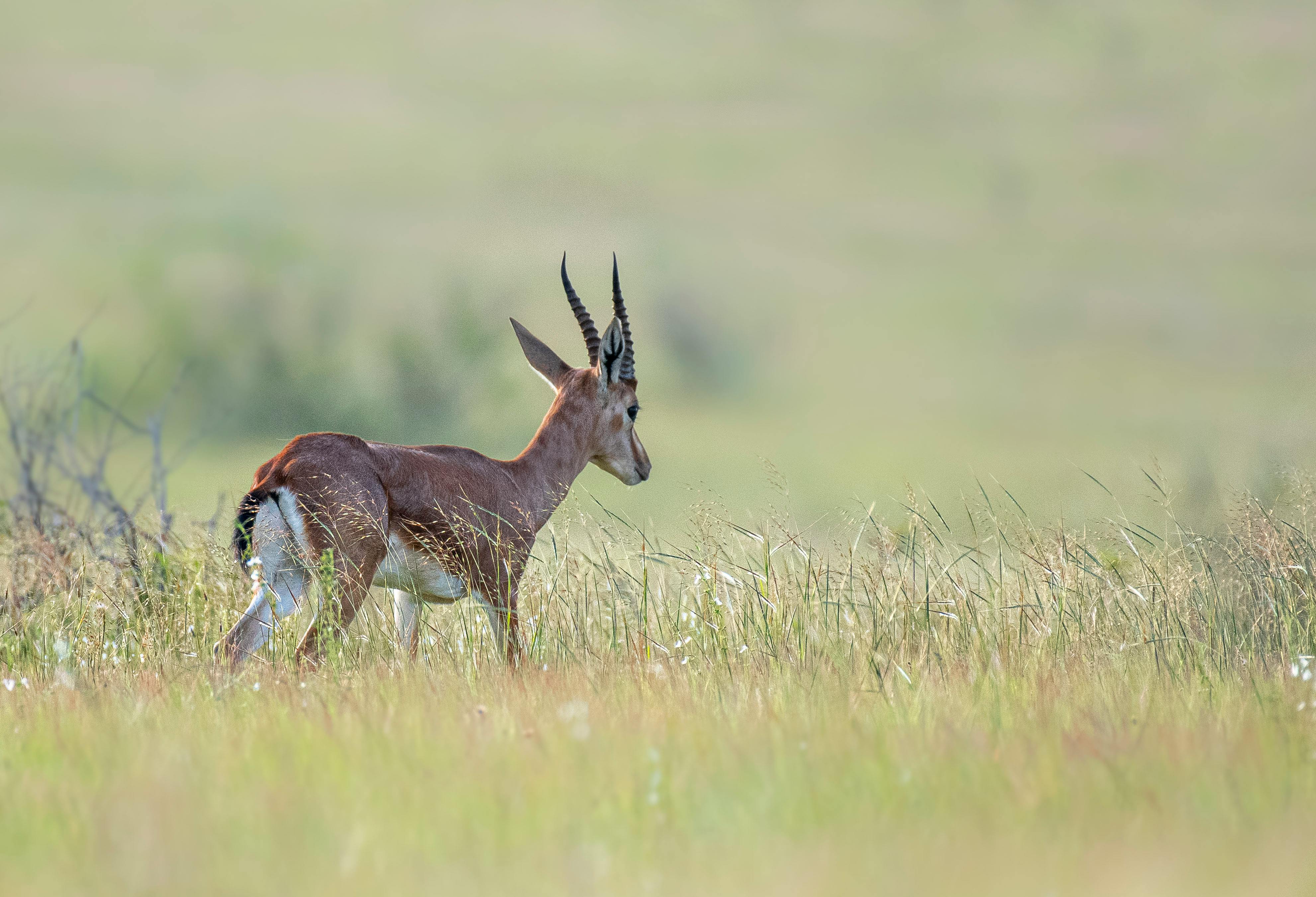 grátis Foto profissional grátis de amável, animais selvagens, animal Foto profissional
