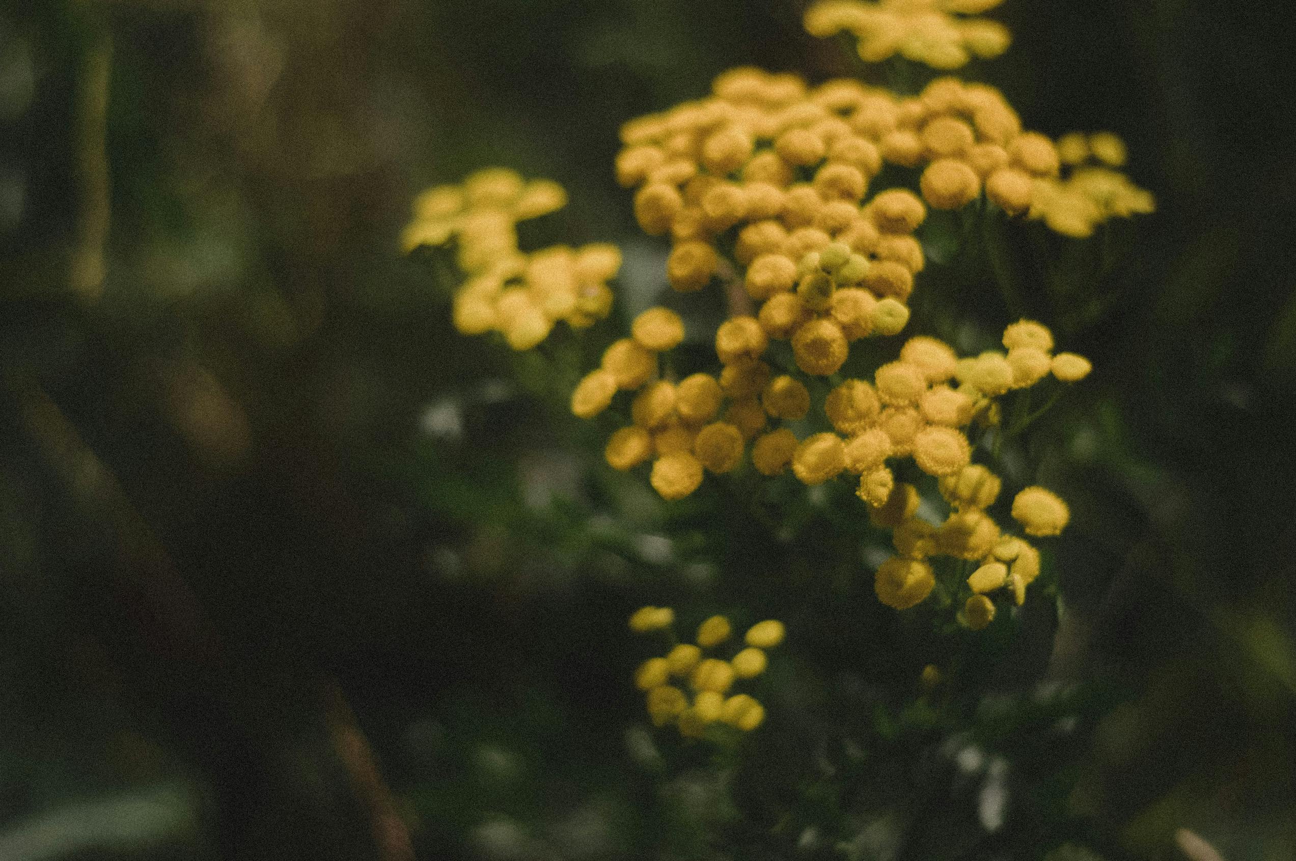 Diferentes herbívoros causam respostas metabólicas distintas em flores de tanásia