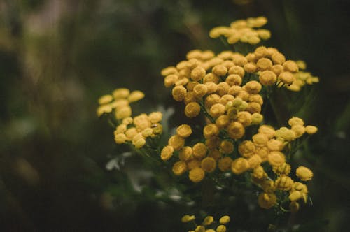 Close-Up Shot of Yellow Flowers in Bloom