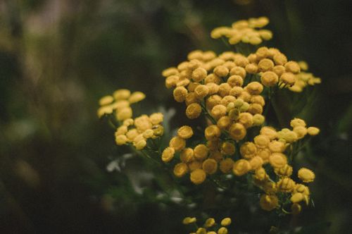 Free Beautiful close-up of blooming yellow tansy flowers against a dark, natural background. Stock Photo