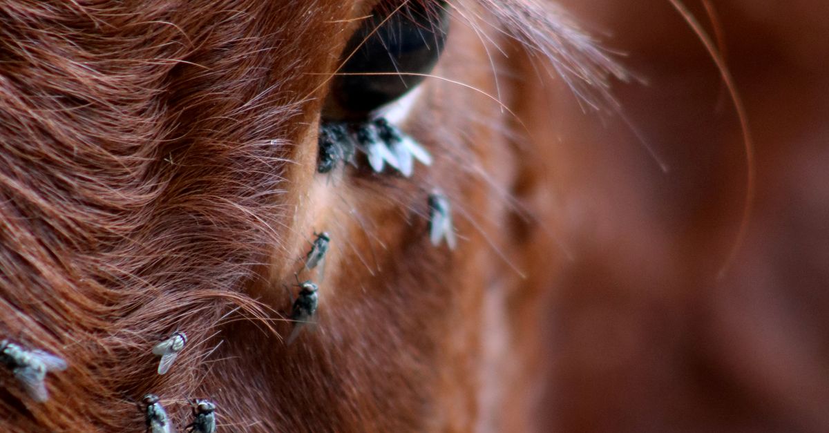 Cow Fly Insect Flies Sitting on Cow · Free Stock Photo