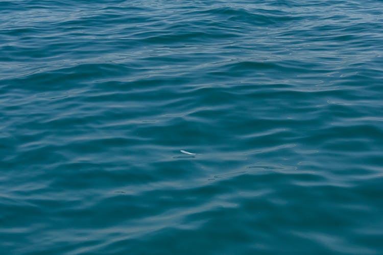 Feather Floating On Blue Water