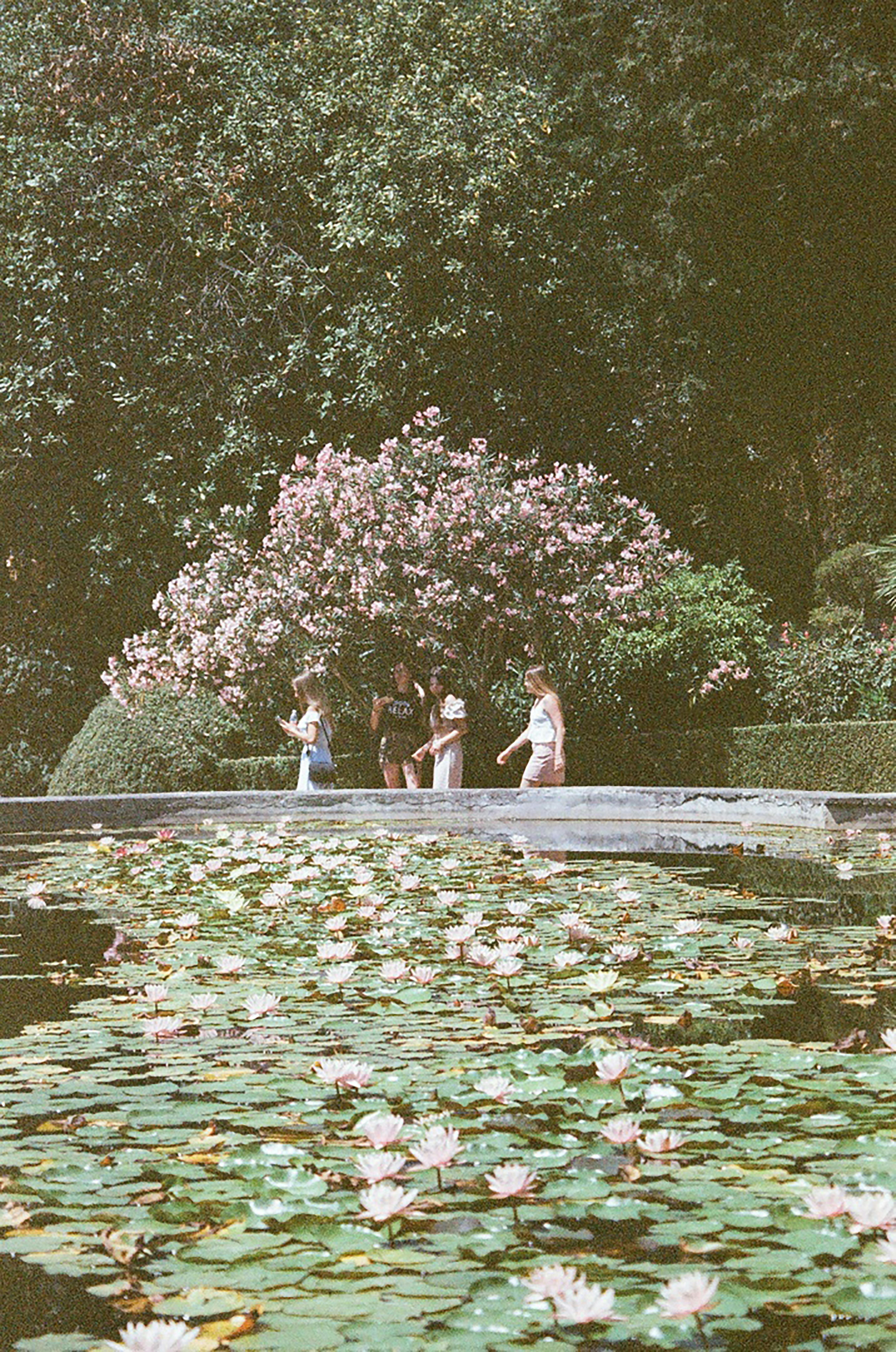 A serene scene of people walking near a pond filled with vibrant lily pads and pink flowers in a park.