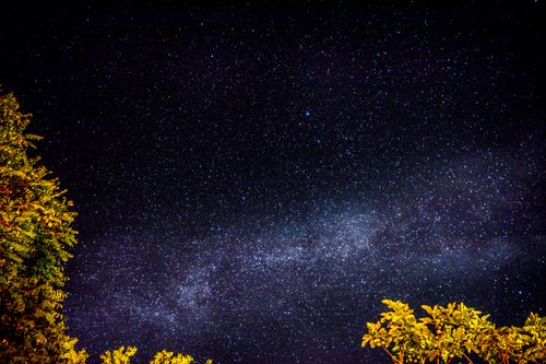 Free Capture of the Milky Way galaxy visible under a clear, starry sky, framed by silhouetted foliage. Stock Photo