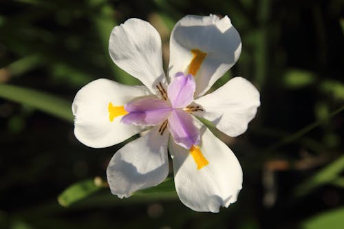 Ücretsiz Beyaz çiçek, bitki, bulanıklık içeren Ücretsiz stok fotoğraf Stok Fotoğraflar