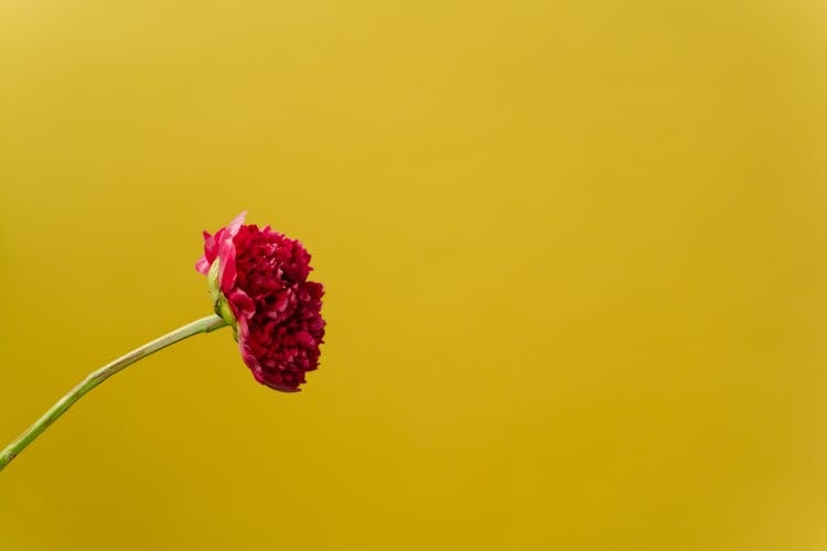 Red Carnation Flower In Yellow Background