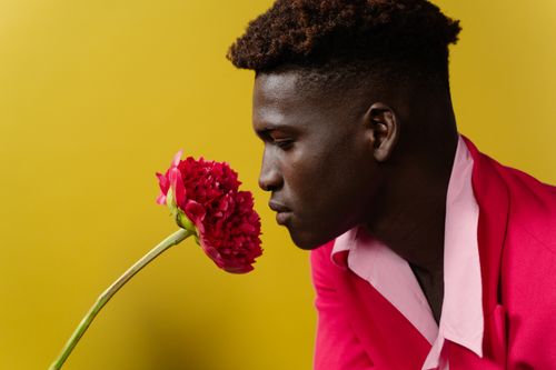 Free Black man in a pink suit smells a red peony flower against a vibrant yellow backdrop. Stock Photo