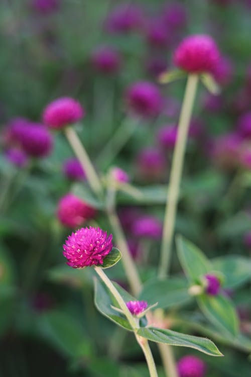 A Close-Up Shot of a Gomphrena Flower