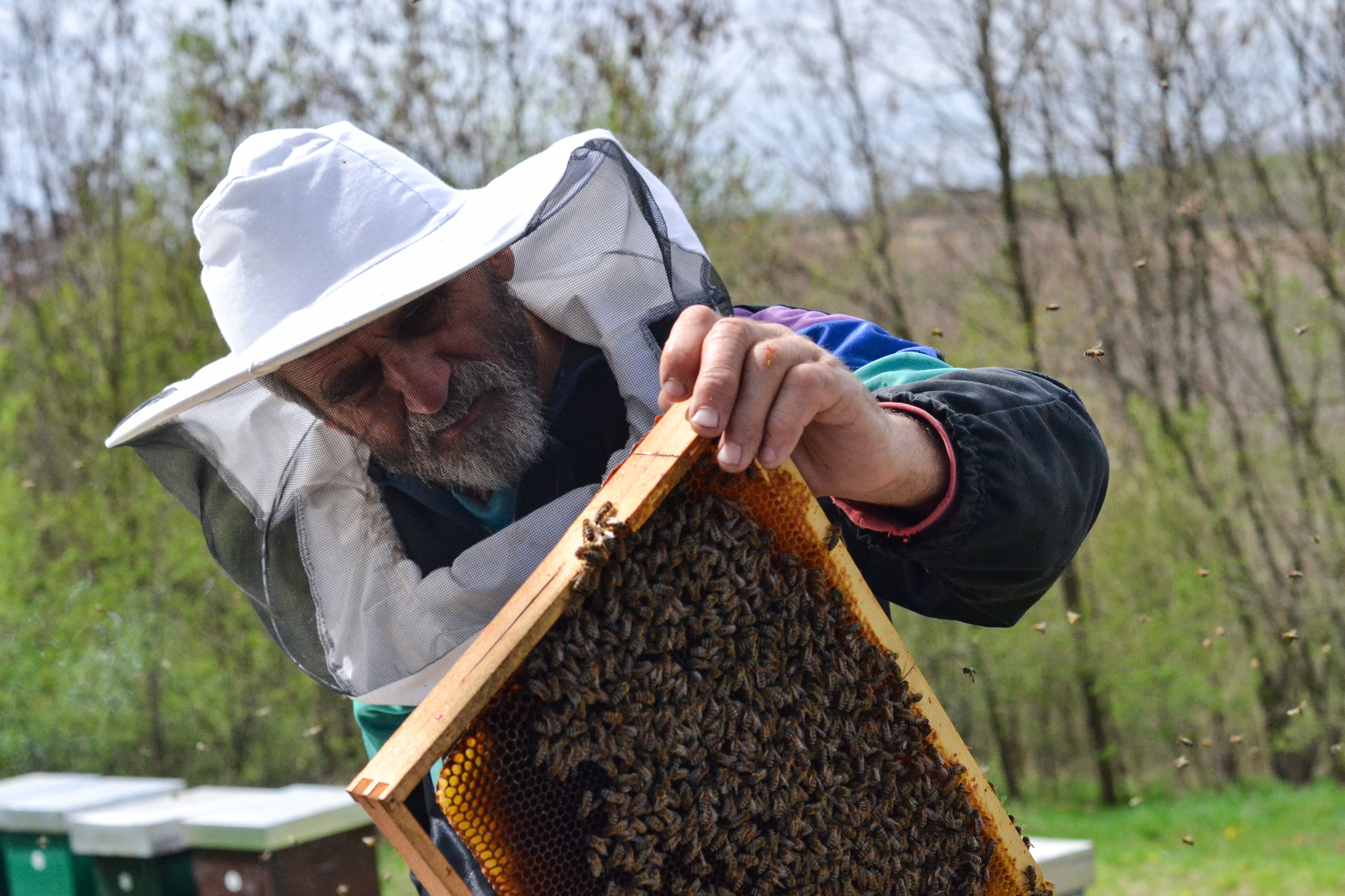 Beekeeper tending to honeybees on a honeycomb outdoors in springtime.