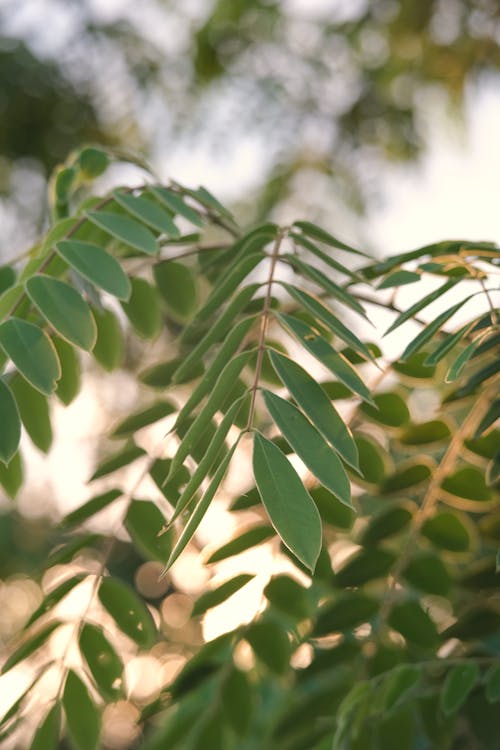 Selective Focus Photo of Green Leaves