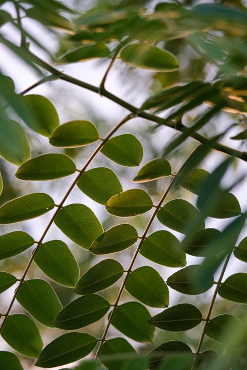 Free Close-up of green leaves on a branch in a tropical garden in Thailand. Stock Photo