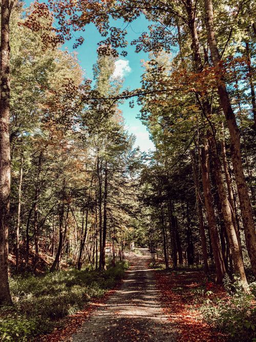 Free A scenic forest pathway in autumn with tall trees and fallen leaves. Stock Photo
