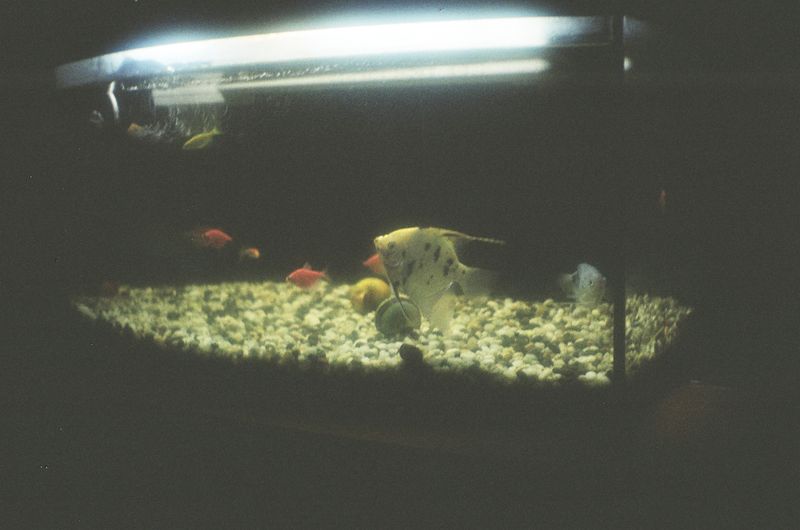 A tranquil aquarium scene featuring angelfish and colorful fish, captured in low light.