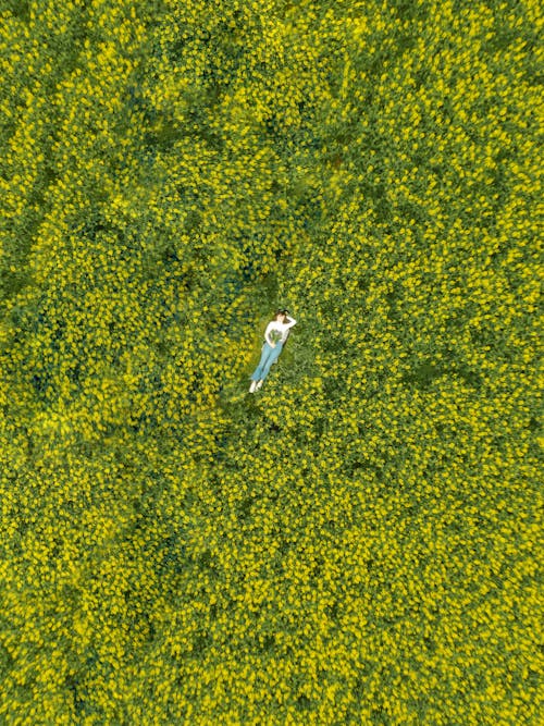Photos gratuites de champ de fleurs, couché, photo avec un drone
