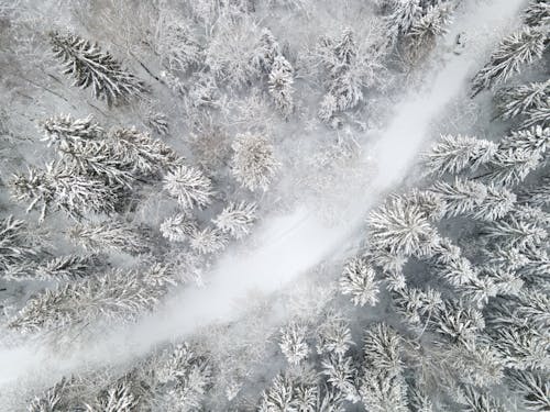 
An Aerial Shot of an Unpaved Road in a Forest during Winter