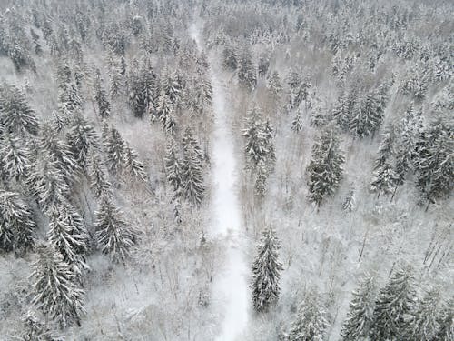 
An Aerial Shot of a Snow Covered Forest