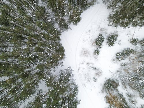 
An Aerial Shot of a Snow Covered Forest