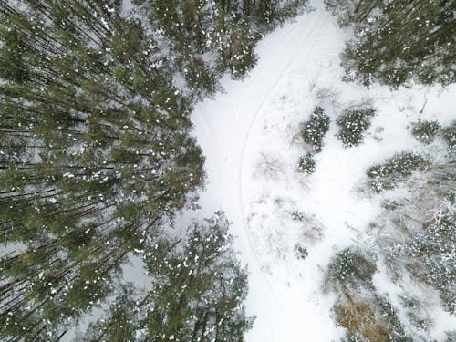 Photos gratuites de arbres, bois, couvert de neige