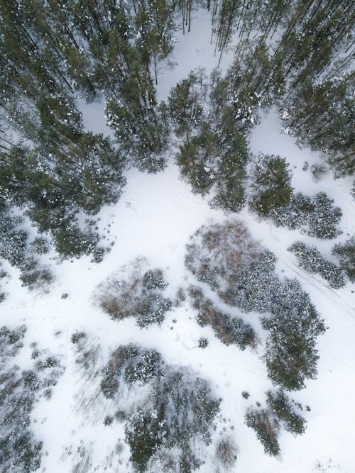 Photos gratuites de arbres, bois, couvert de neige