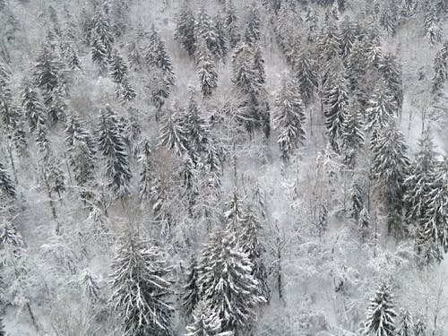 Photos gratuites de arbres, bois, couvert de neige
