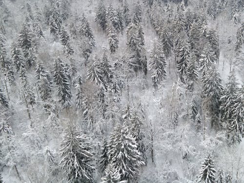 
An Aerial Shot of a Snow Covered Forest