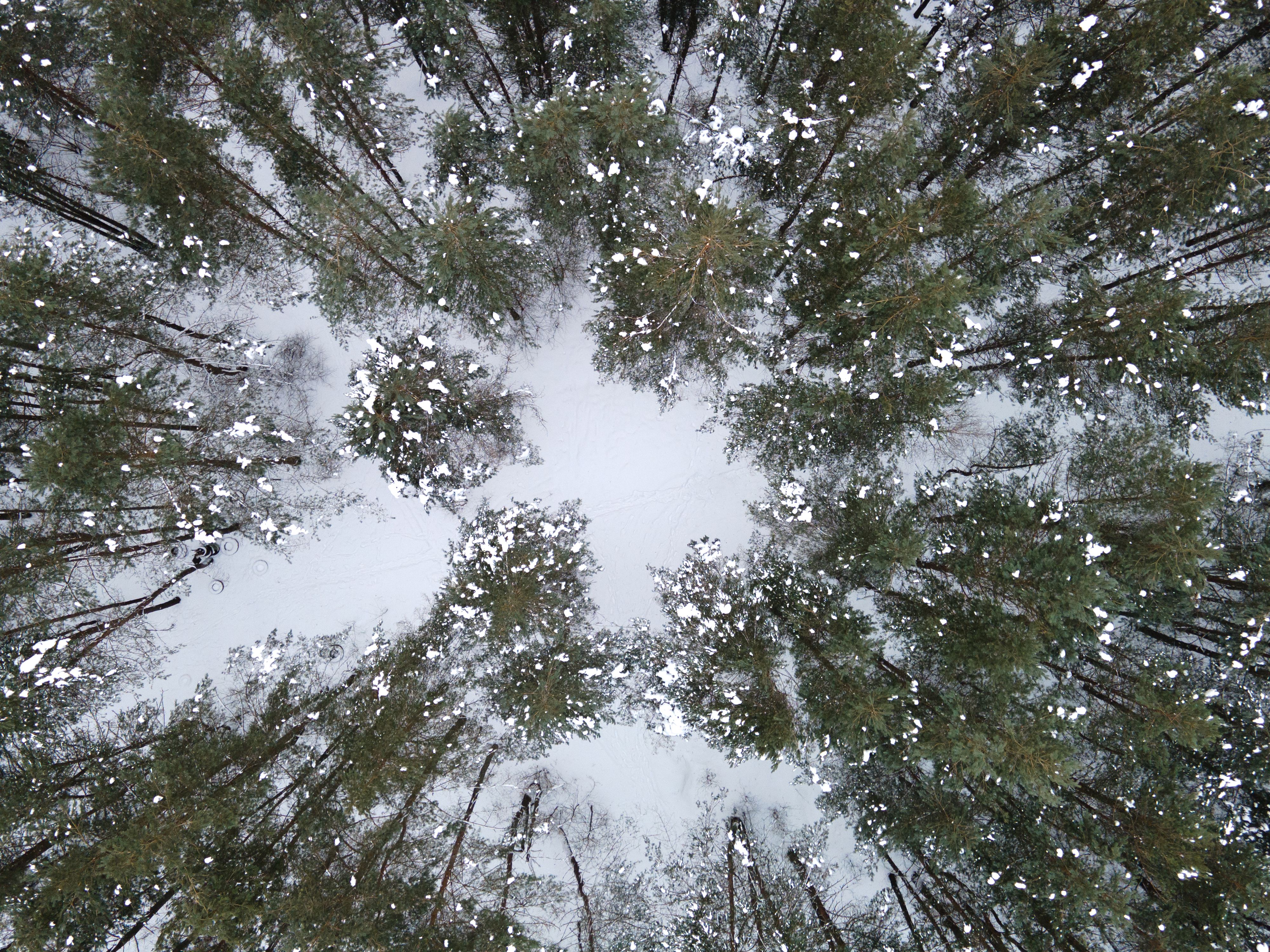 An Aerial Shot of a Snow Covered Forest · Free Stock Photo