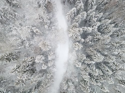 Foto profissional grátis de aerofotografia, árvores, caminho