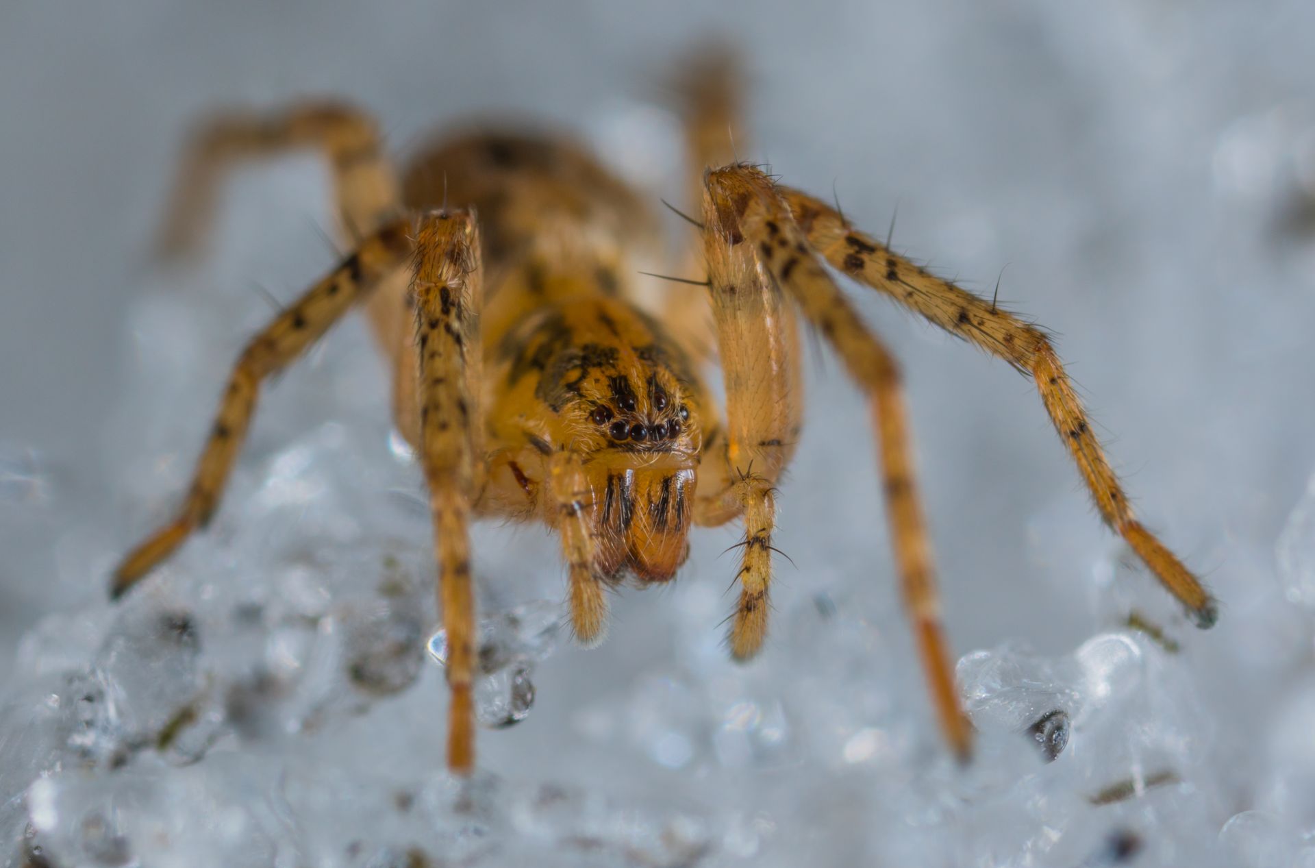 Close-up Photo of Brown and Black Lynx Spider