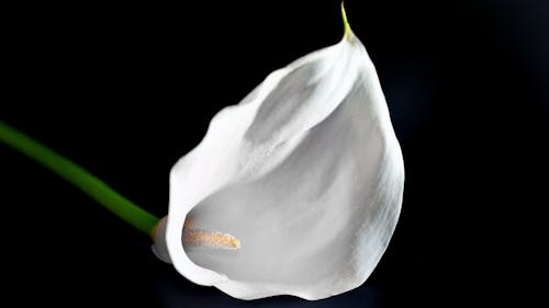 Free White Flower Stock Photo