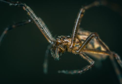 Free Close-up of a hairy spider with intricate details captured in a macro shot, showcasing its eerie features. Stock Photo
