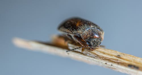 Micro Photographie D'insecte Noir Et Marron