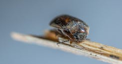 栖息在树枝上的甲虫的宏观摄影细节