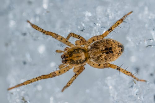 Siyah Ve Sarı örümcek Makro Fotoğrafçılığı