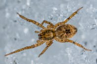 蜘蛛在霜冻背景下的特写，展示了其详细的标记和纹理