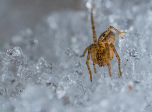 Selective Focus Photography of Brown Spider