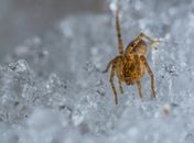 这张特写照片捕捉了蜘蛛在冰冷水晶中穿行的画面，展现了复杂的细节与纹理