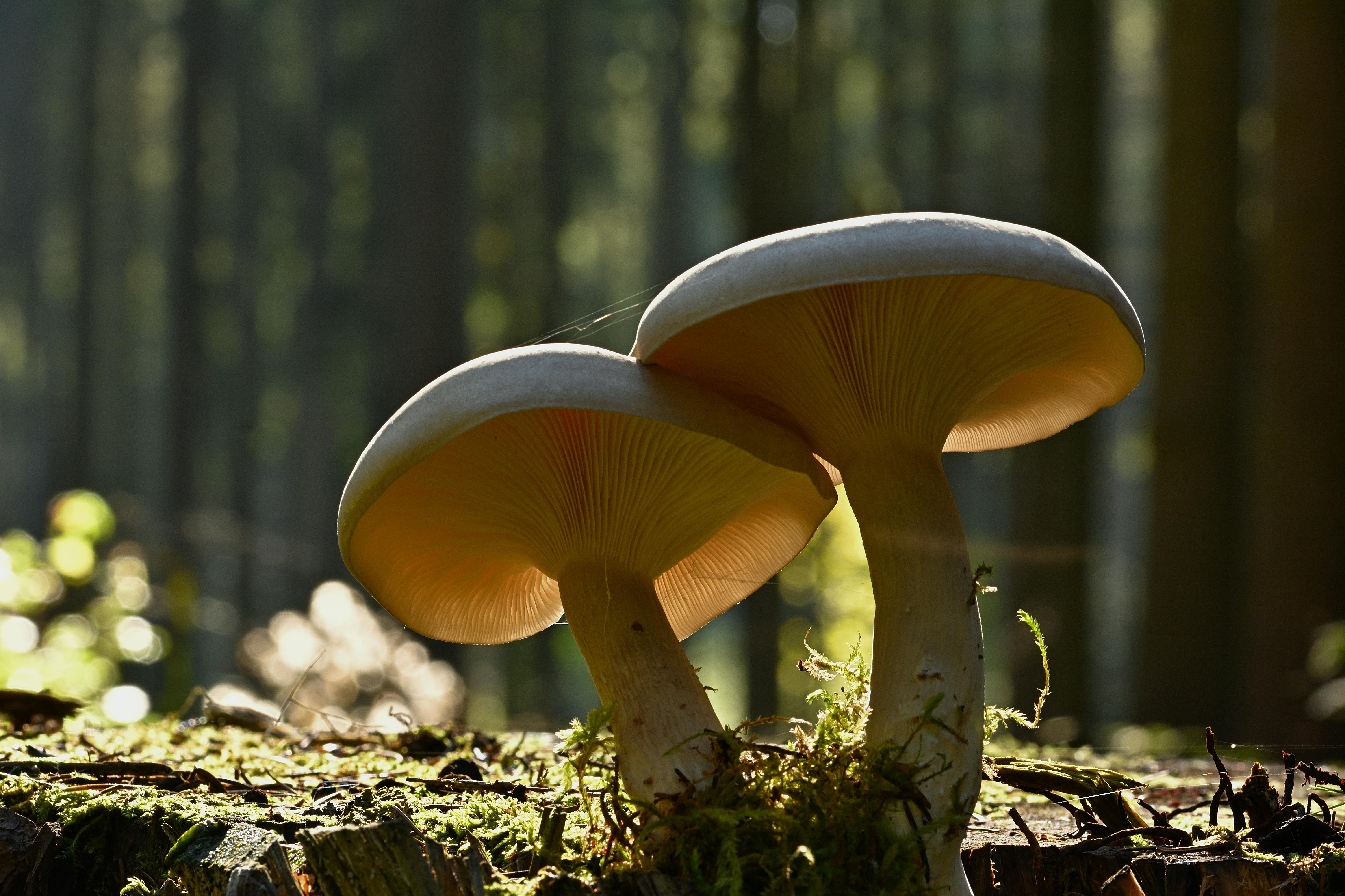A detailed view of two sunlit mushrooms growing on a forest floor.