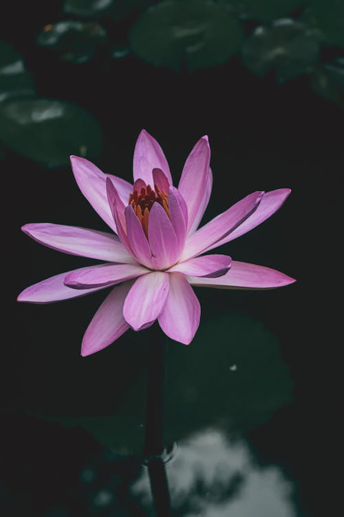 Close-Up Shot of a Purple Lotus in Bloom