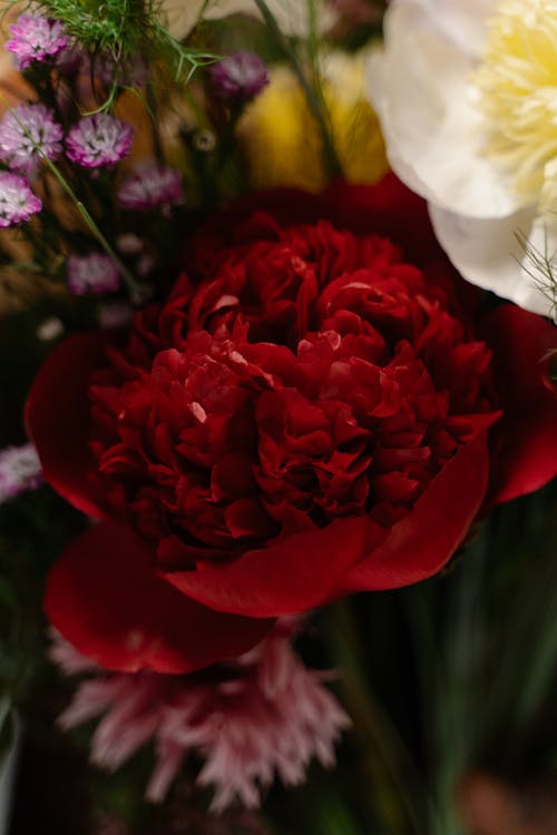 Free Red Peony on a Bouquet of Flowers Stock Photo