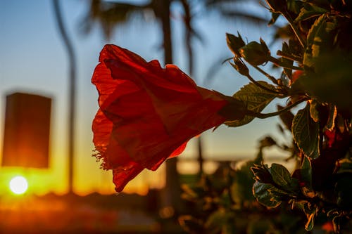 Free stock photo of close-up, mexico, red flower