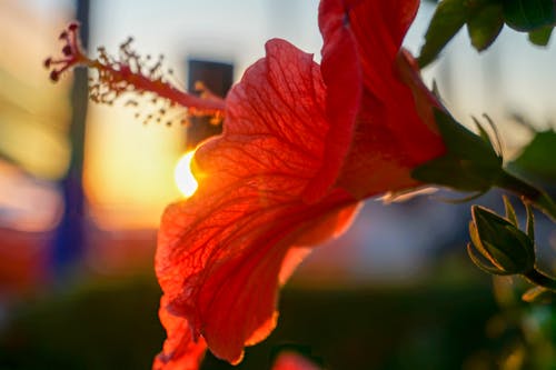 Free stock photo of close-up, mexico, red flower