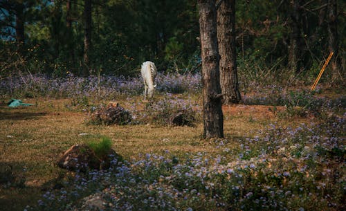 Gratis arkivbilde med åker, blomster, dagslys