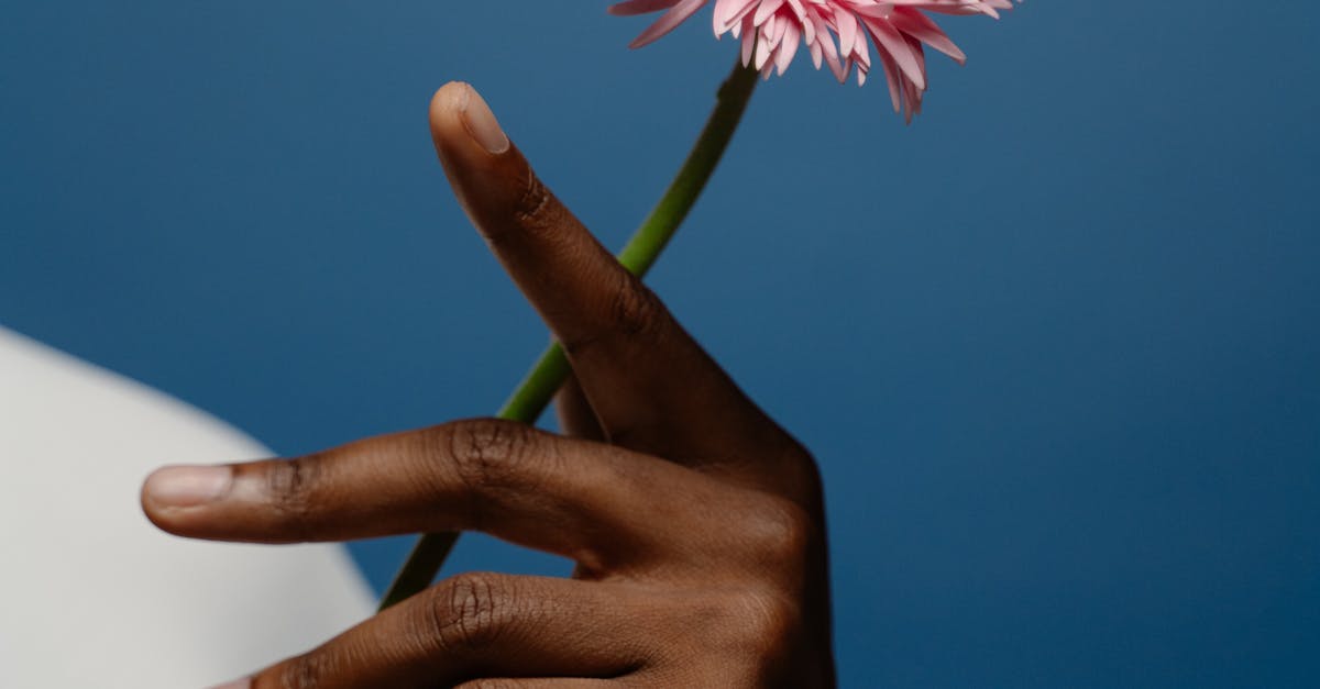 A Person Holding a Daisy Flower · Free Stock Photo