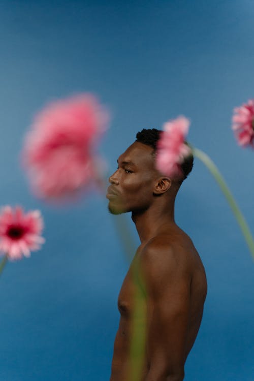 Immagine gratuita di fiori rosa, fotografia in studio, in posa