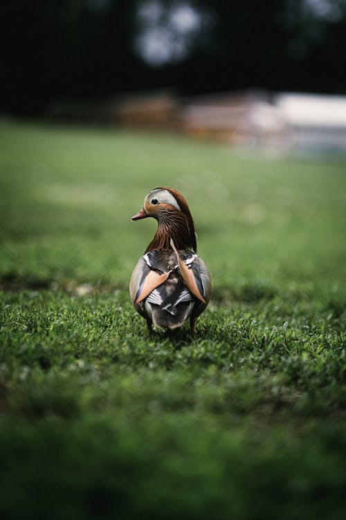 Free Portrait of Mandarin Duck Stock Photo