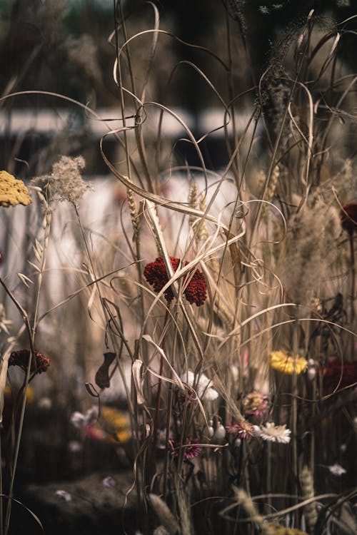 Free Photography of Ornamental Grass Stock Photo