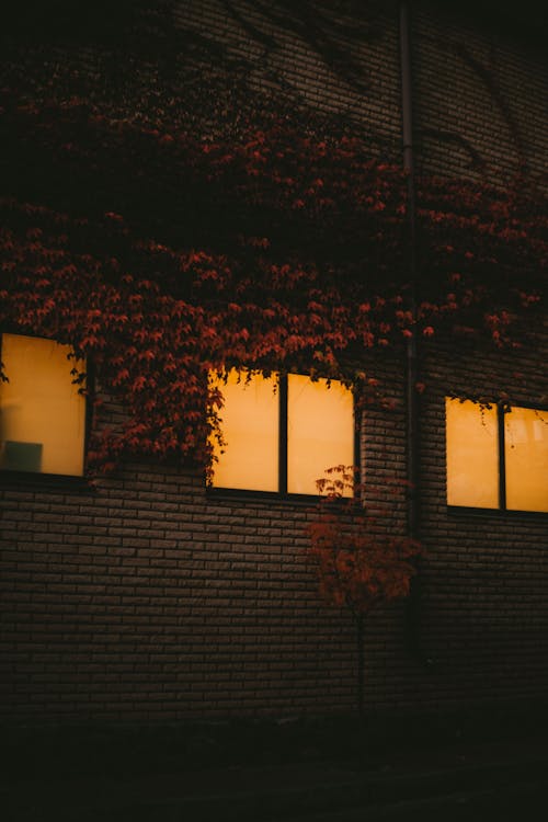 건물 외장, 나뭇잎, 담쟁이덩굴의 무료 스톡 사진