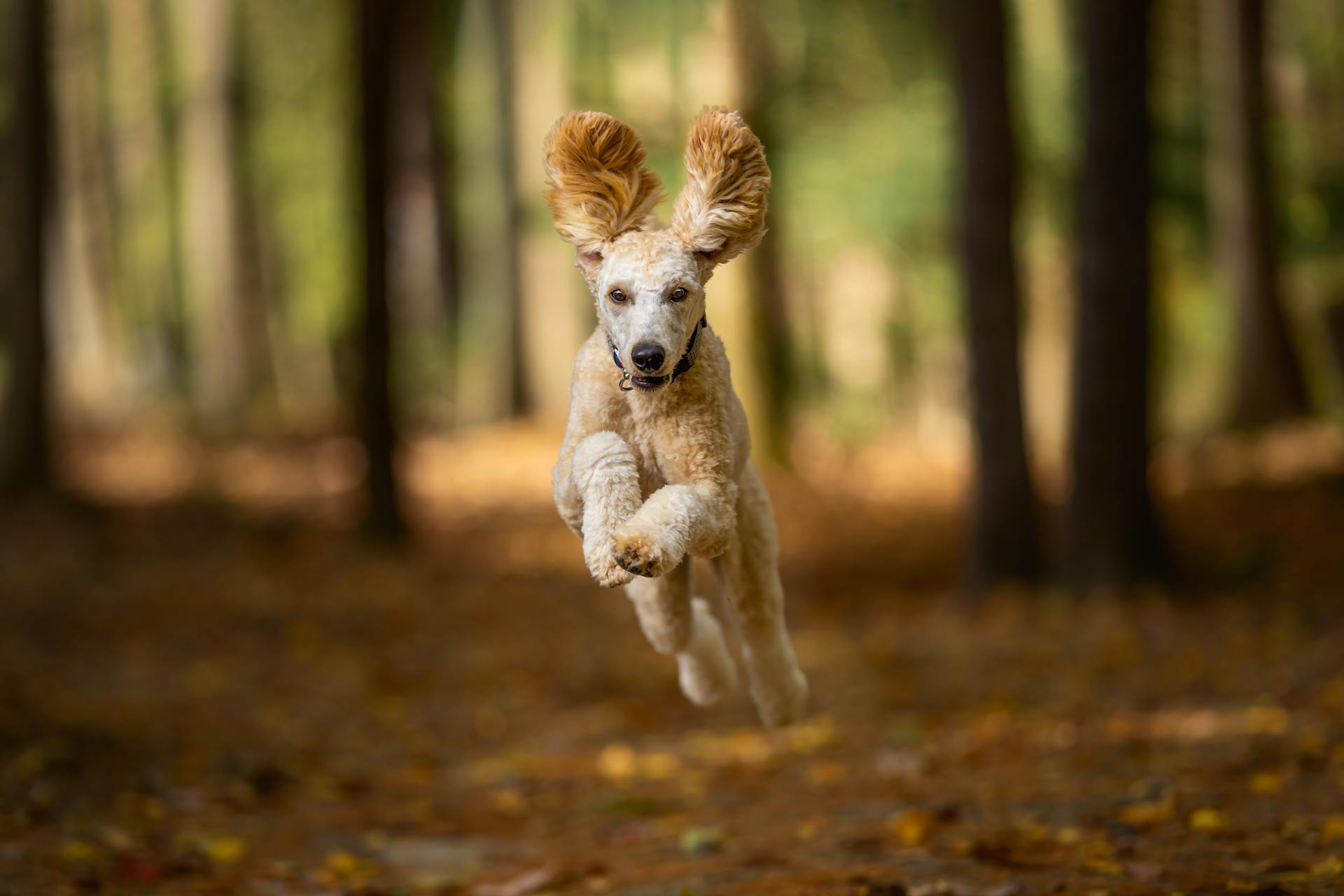 Dog Running in Woods